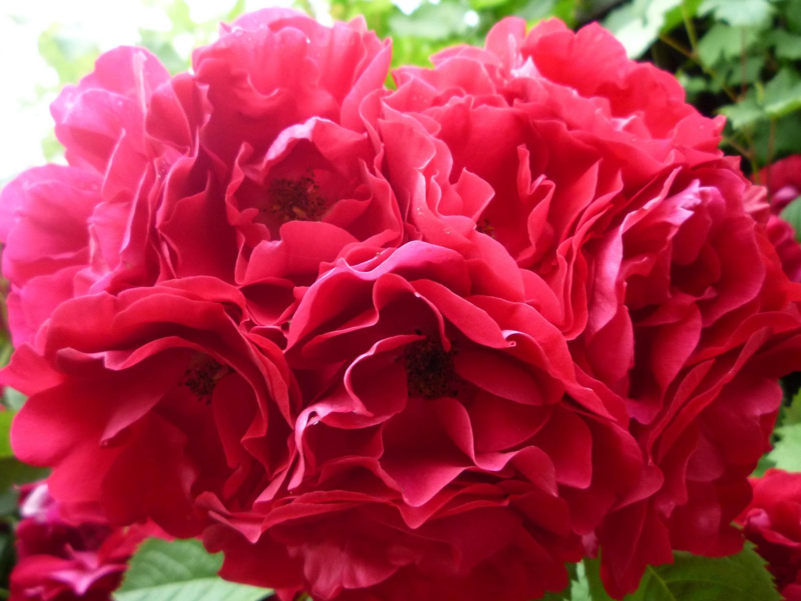 Питомник роз Тамара розы